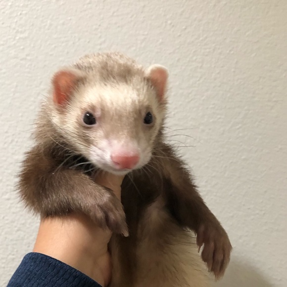 Meet your Posher, Lohana - Picture 1 of 1